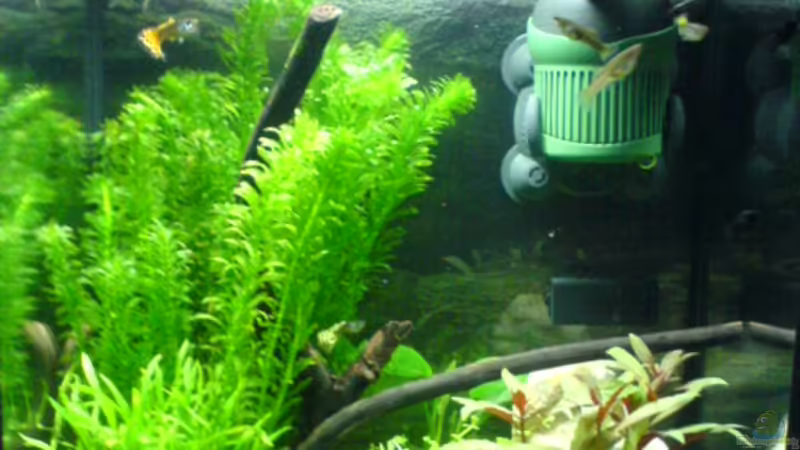 Aquarium Hauptansicht von Becken 9350 von Dominik Siefert (1)