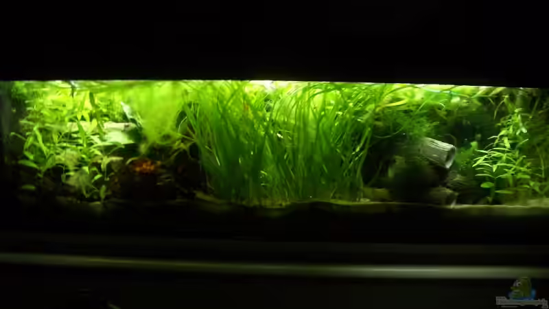 Aquarium Hauptansicht von Becken 9367