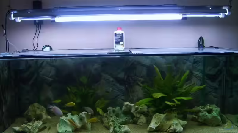 Aquarium Hauptansicht von Becken 9383 von Dominik Kampmann (1)