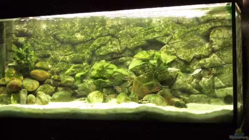 Aquarium Hauptansicht von Becken 94