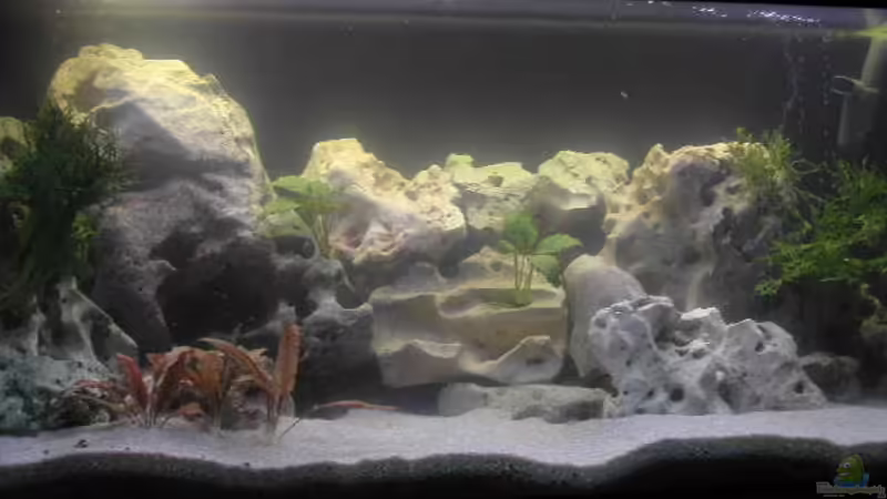 Aquarium Hauptansicht von Becken 940 von Hartmut Lauterbach (1)