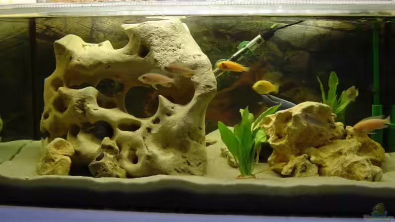 Aquarium Hauptansicht von Becken 942 von Oliver Schneider (1)