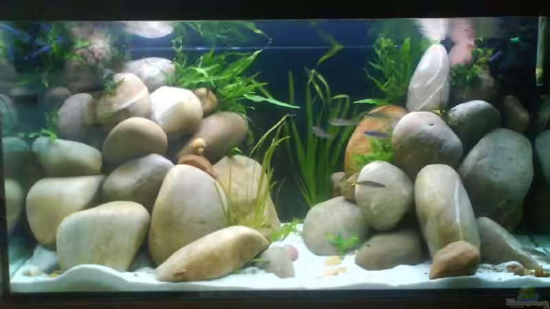 Aquarium Hauptansicht von Becken 9421 von Martin Grimm (1)