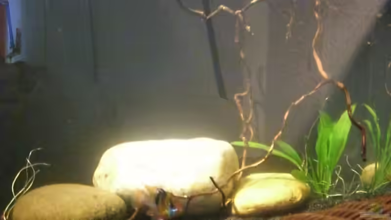 Aquarium Hauptansicht von Becken 9434 von Johannes (1)