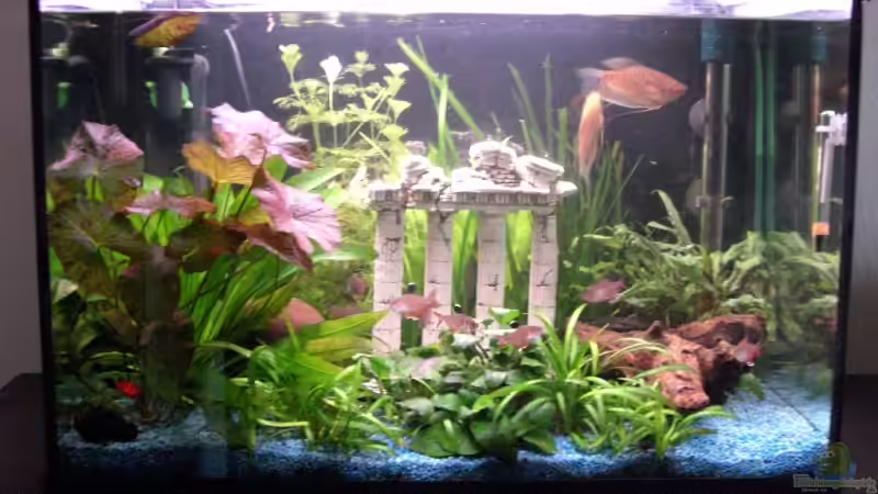 Aquarium Hauptansicht von Becken 9450