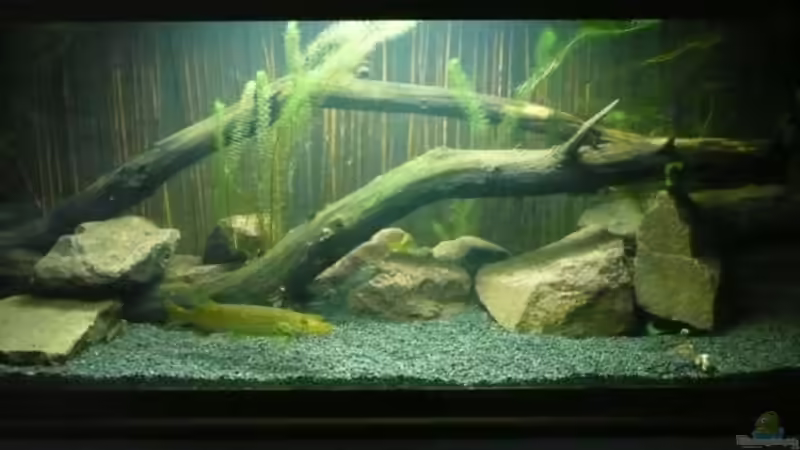 Aquarium Hauptansicht von Becken 9451