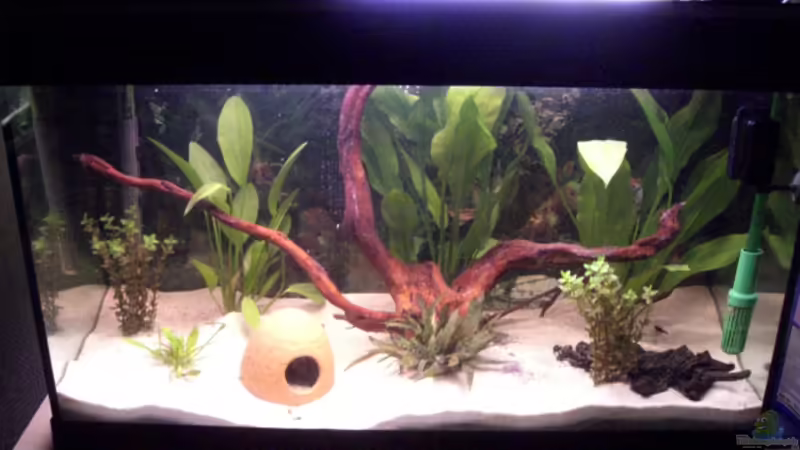 Aquarium Hauptansicht von Becken 9456 von Jan Dreier