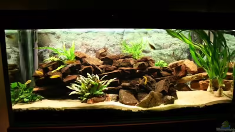 Aquarium Hauptansicht von Becken 9464