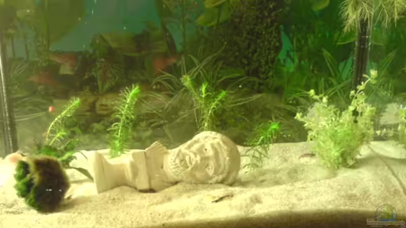 Aquarium Hauptansicht von Becken 9470