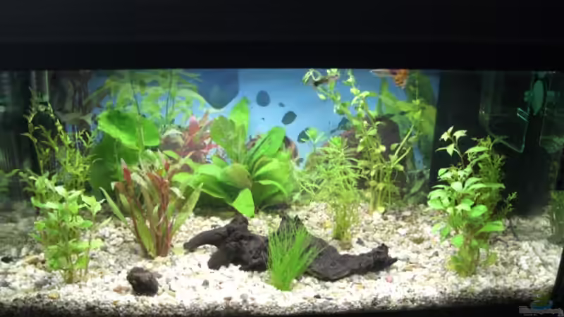 Aquarium Hauptansicht von Becken 9479 von Jan Dreier (1)