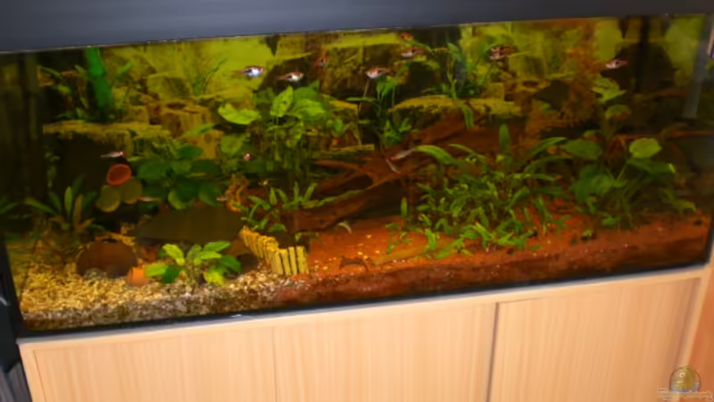 Aquarium Hauptansicht von Becken 9510 von elli (1)