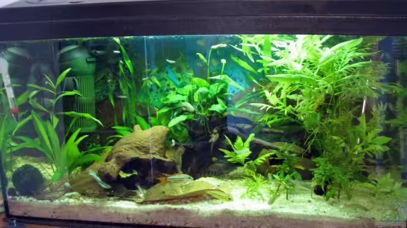 Aquarium Hauptansicht von Becken 9511