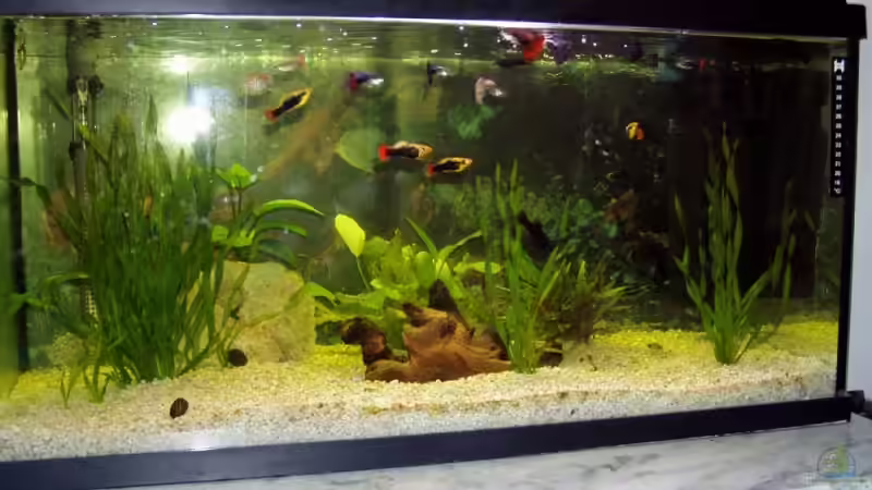 Aquarium Hauptansicht von Becken 9513 von Sven Lochner (1)