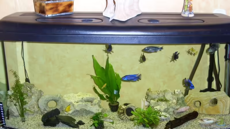 Aquarium Hauptansicht von Becken 9525 von Nico Dräger (1)