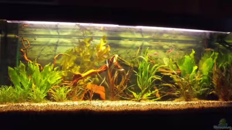 Aquarium Hauptansicht von Becken 9553 von Sebastian Lehmann (1)