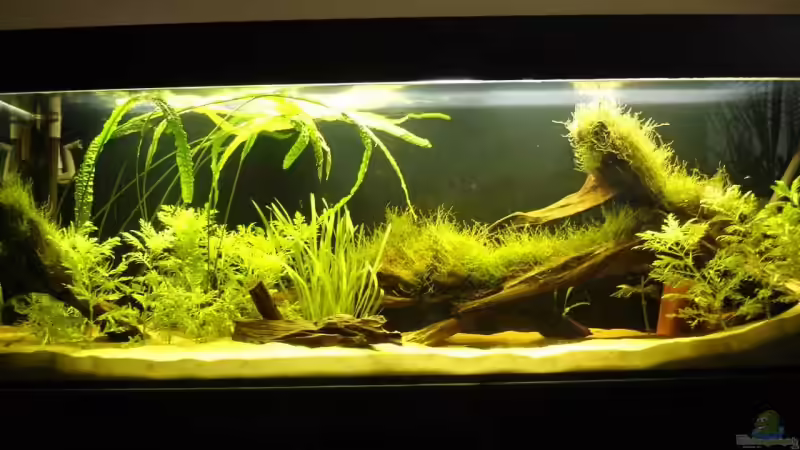 Aquarium Hauptansicht von Becken 9562 von Heiko Bull (1)