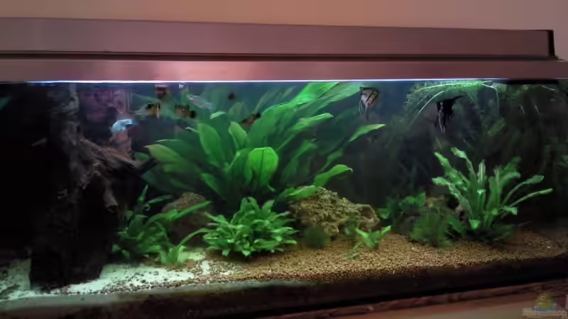 Aquarium Hauptansicht von Becken 9565 von Andre Bierbaum (1)