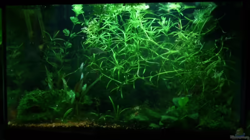 Aquarium Hauptansicht von Becken 9577 von Plattenjaeger (1)