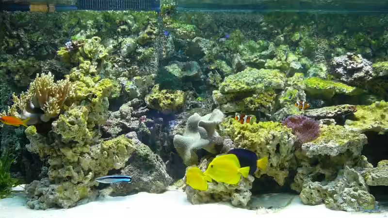 Aquarium Hauptansicht von Becken 9579