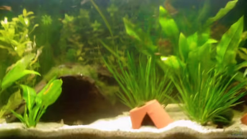 Aquarium Hauptansicht von Becken 9591 von @corydoras (1)