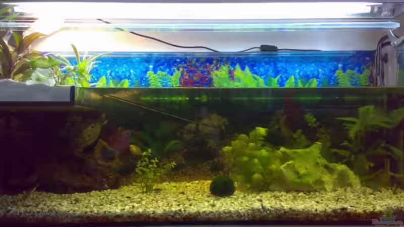 Aquarium Hauptansicht von Becken 9593 von Thomas Höppner (1)