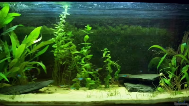 Aquarium Hauptansicht von Becken 9595 von Alexander Pohl (1)