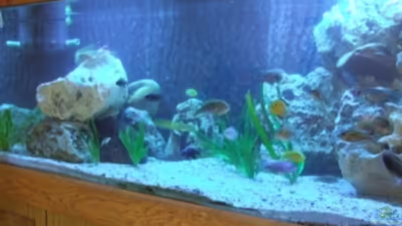 Aquarium Hauptansicht von Becken 9640