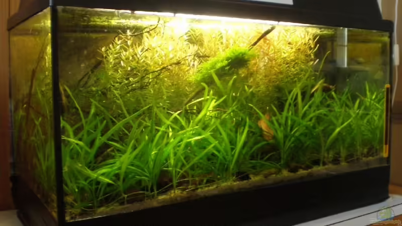 Aquarium Hauptansicht von Becken 9787