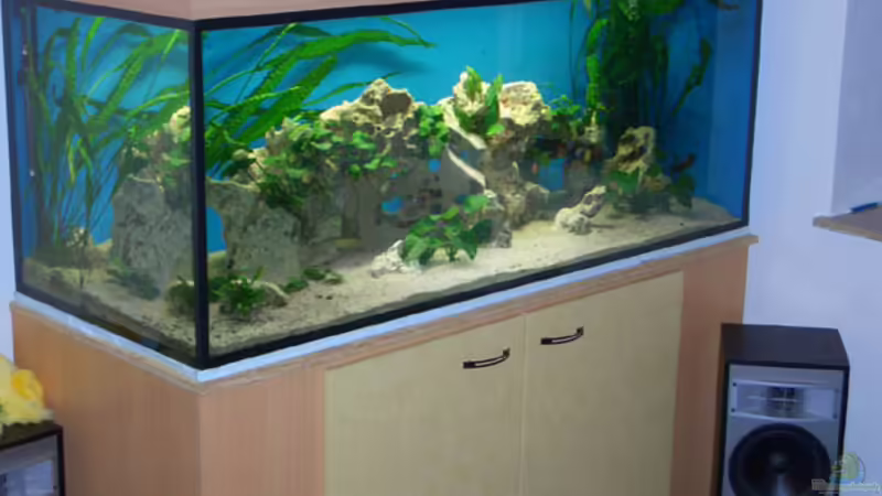 Aquarium Hauptansicht von Becken 979 von Randy Scholz (1)