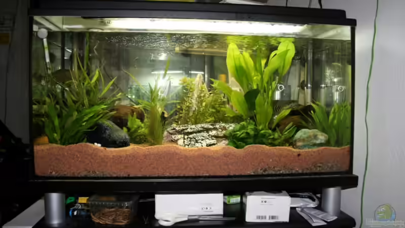 Aquarium Hauptansicht von Becken 9798