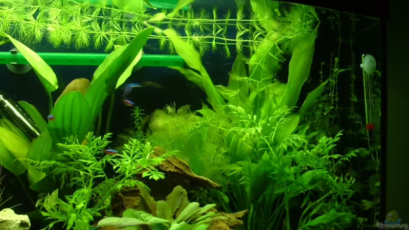 Aquarium Hauptansicht von Becken 9806