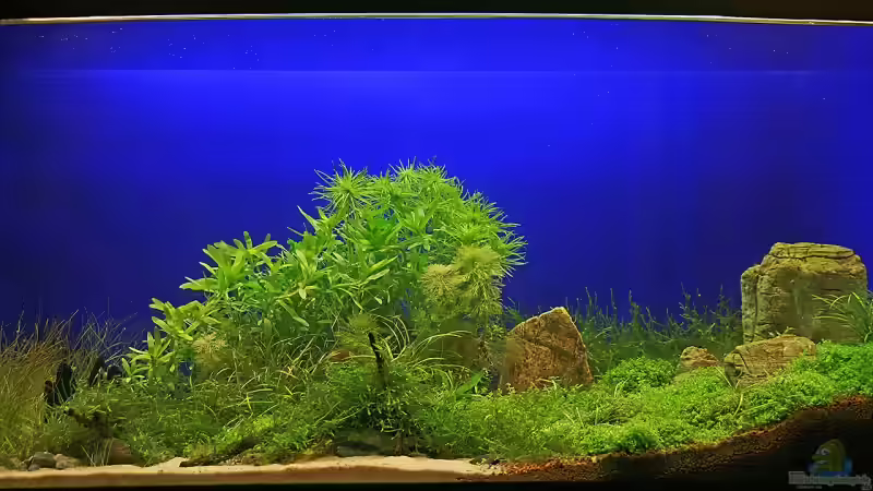 Aquarium Hauptansicht von Becken 9808 von Shadei (1)