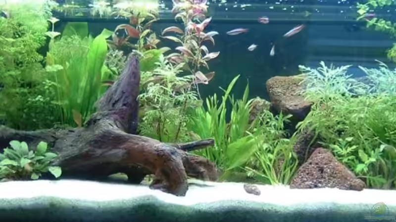 Aquarium Hauptansicht von Becken 9833 von Stefan Brouwer