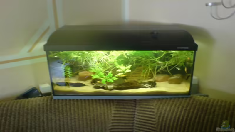 Aquarium Hauptansicht von Becken 9886 von Thorsten Hoch (1)