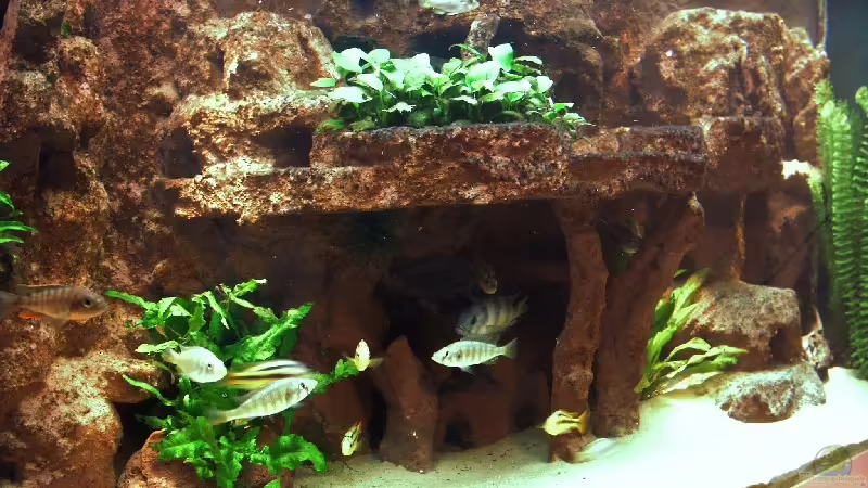 Aquarium Hauptansicht von Becken 991