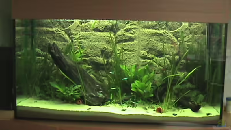 Aquarium Hauptansicht von Becken 9910 von Schins (1)