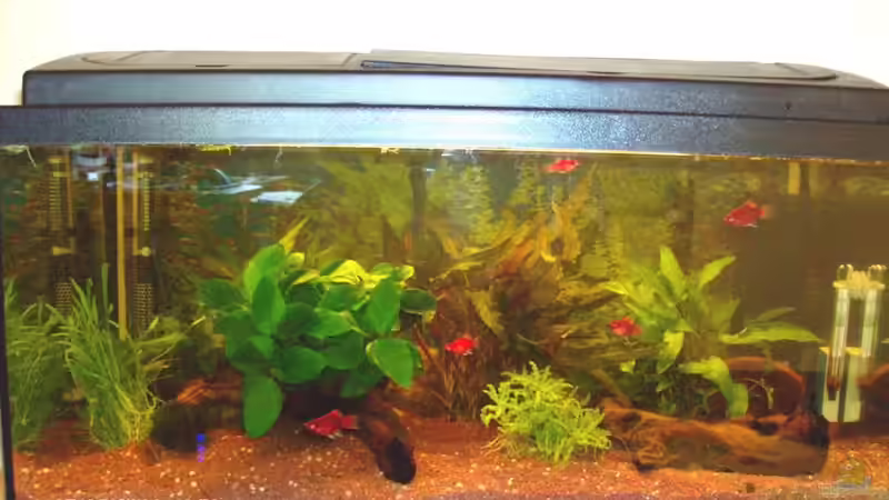 Aquarium Hauptansicht von Becken 9916 von Goldenes Orakel (1)