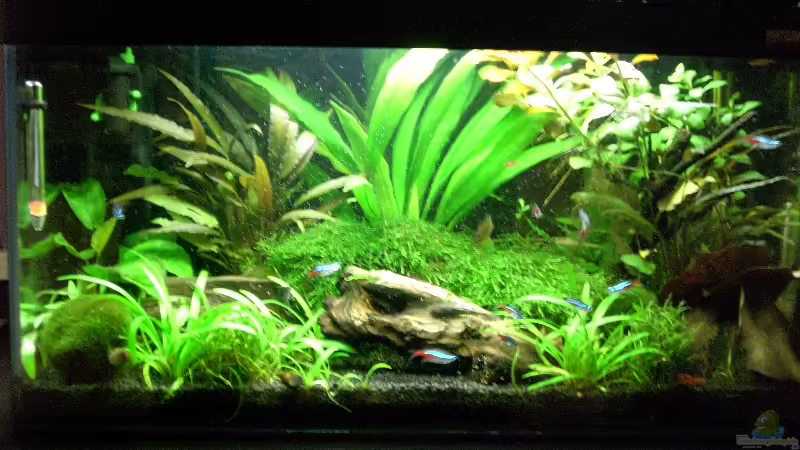 Aquarium Hauptansicht von Becken 9929 von To Be (1)