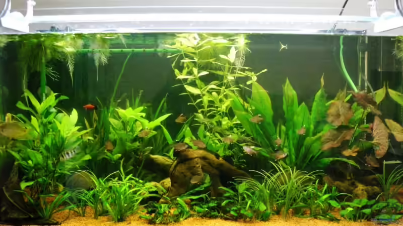Aquarium Hauptansicht von Becken 9930