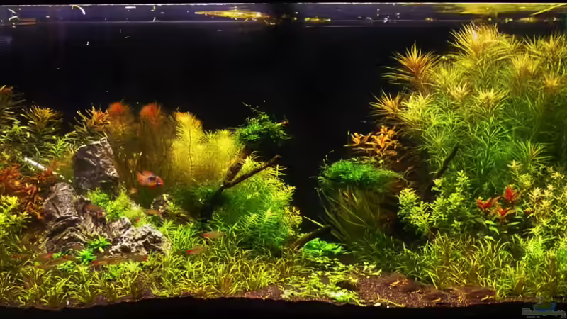 Aquarium Hauptansicht von Becken 9937 von Andi Hofstetter (1)