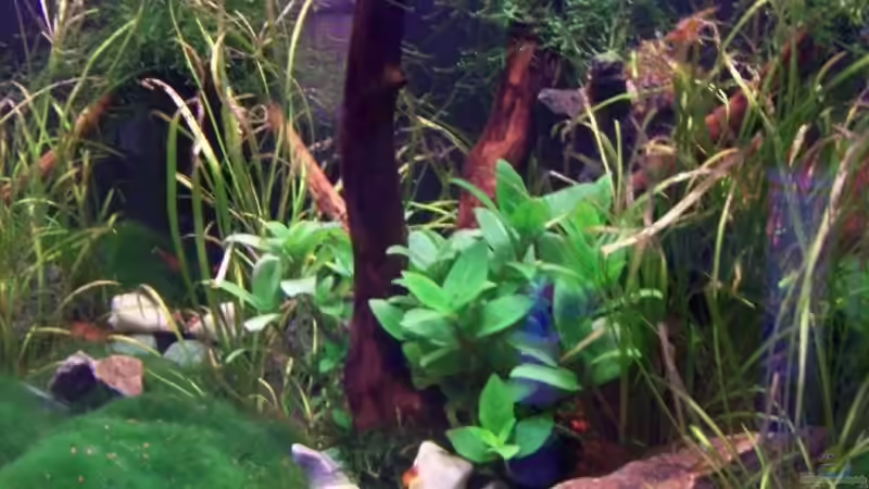 Aquarium Hauptansicht von Becken 9962 von Dani B (1)