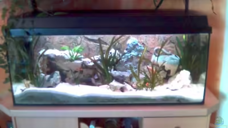 Aquarium Hauptansicht von Becken 997