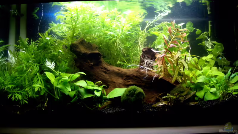 Aquarium Hauptansicht von Becken 9990