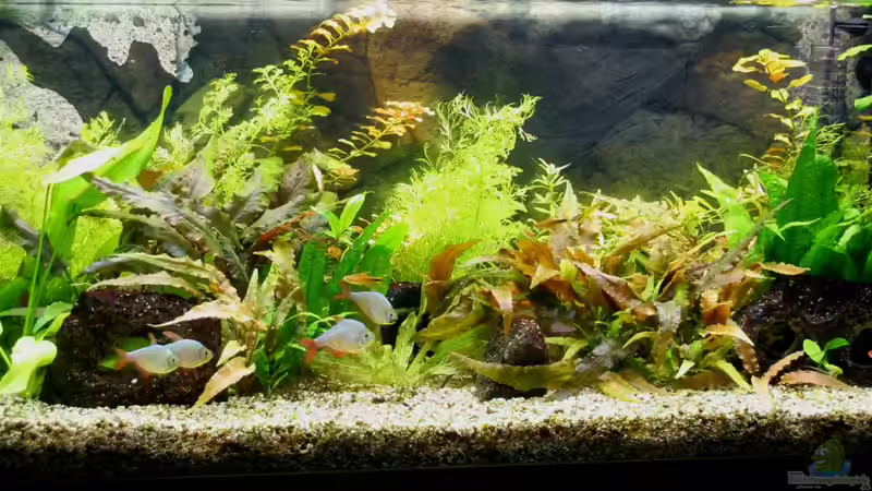 Aquarium Hauptansicht von Becken 9998 von Fischkopp (1)