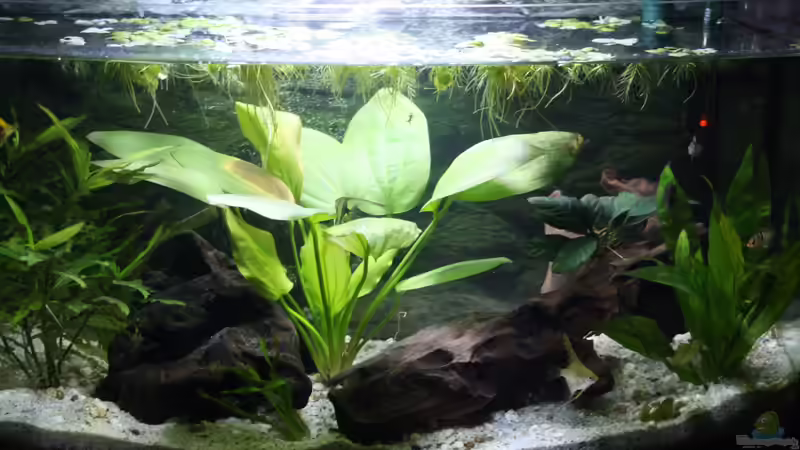 Aquarium Hauptansicht von Becken abzugeben VB