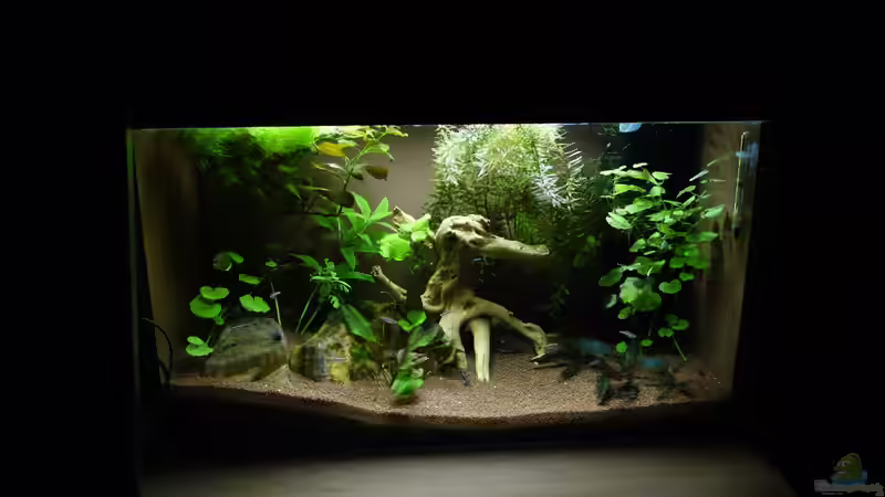 Aquarium Hauptansicht von Becken Arbeitszimmer von Christian S. (1)