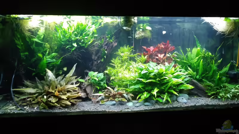 Aquarium Hauptansicht von Becken ´Asiatische Gesellschaft aus drei Kontinenten :-)´ von Saija (1)