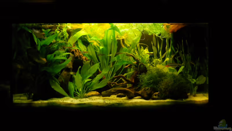 Aquarium Hauptansicht von Becken aufgelöst von Felisa Hausott (1)