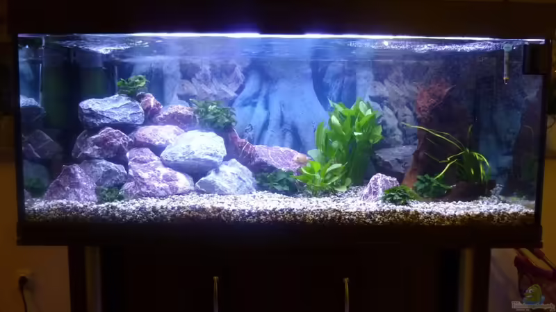 Aquarium Hauptansicht von Becken Friedeberg von Oli T (1)