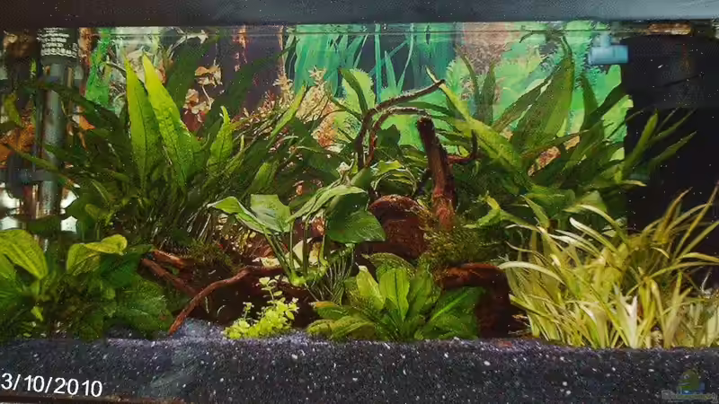 Aquarium Hauptansicht von Becken für Wirbellose von andies10 (1)